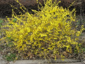Forsythia "Gold Tide" gets around 4 feet tall.